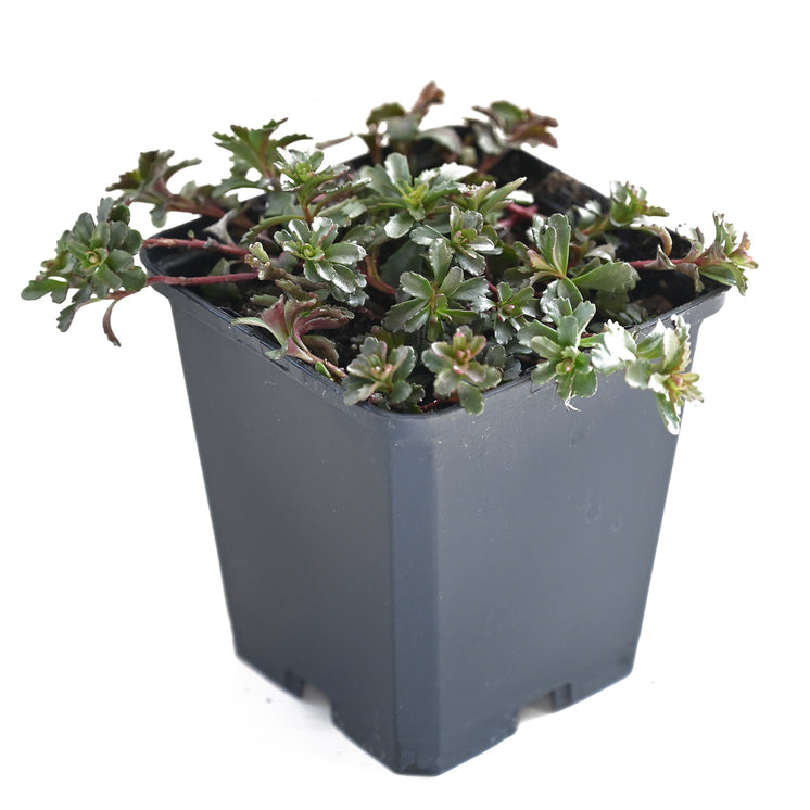 Sedum floriferum 'Weihenstephaner Gold' - Gold Fettblatt