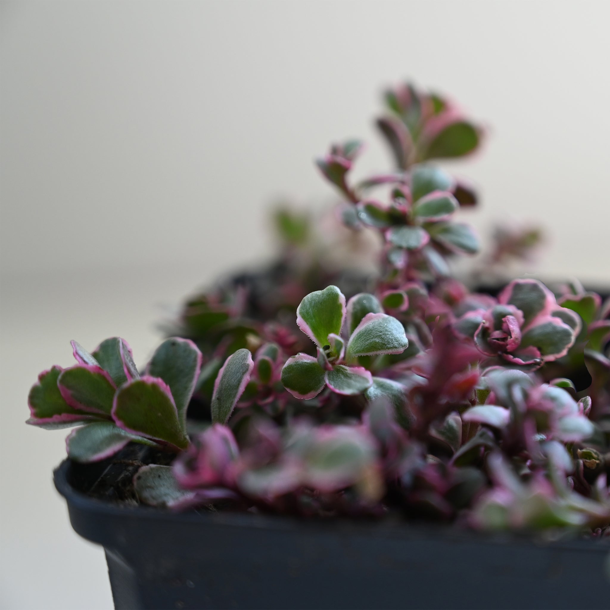 Sedum spurium 'Tricolor' - Buntes Teppich Fettblatt