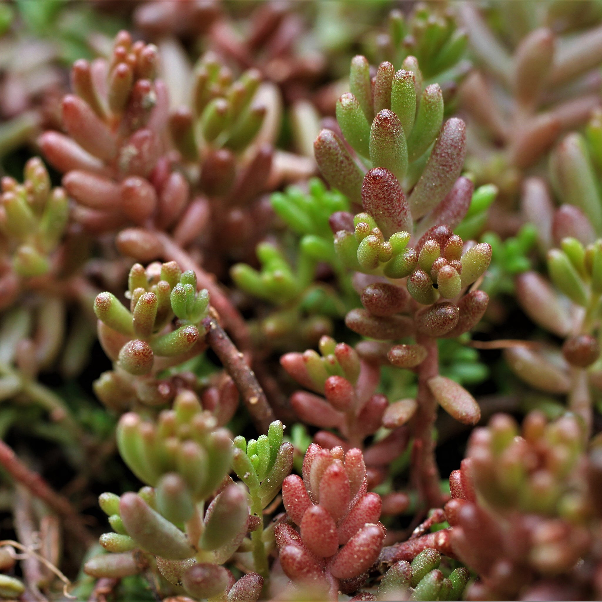 Sedum album 'Coral Carpet' - Rotmoos Mauerpfeffer