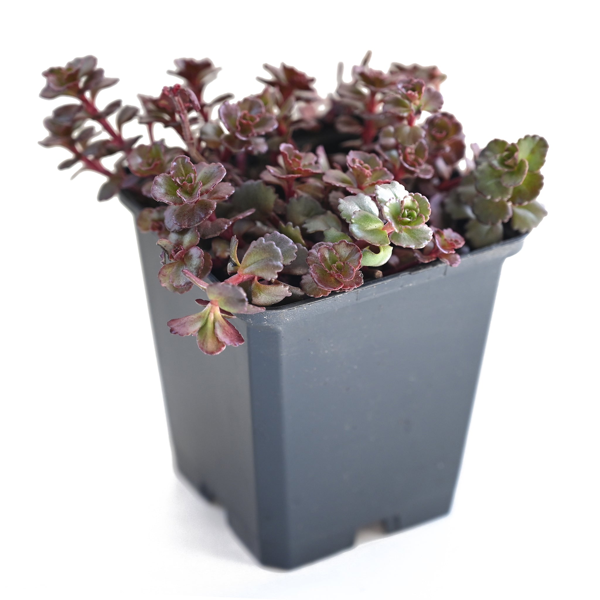 Sedum spurium 'Fuldaglut' - Teppich Sedum