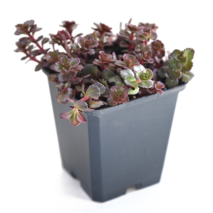 Sedum spurium 'Fuldaglut' - Teppich Sedum