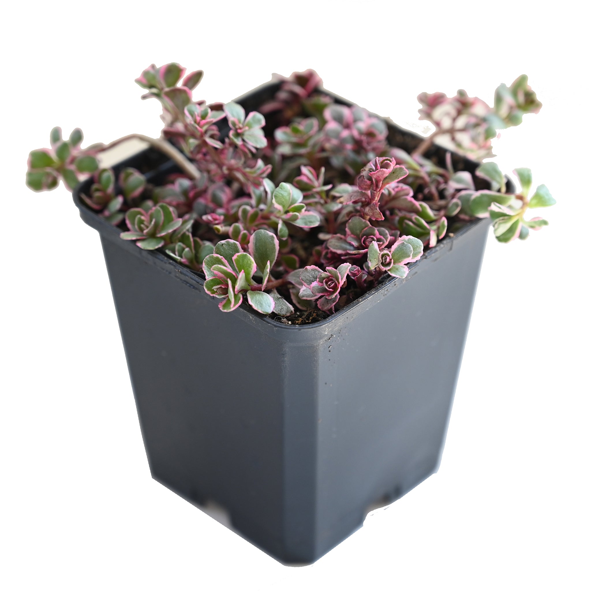 Sedum spurium 'Tricolor' - Buntes Teppich Fettblatt