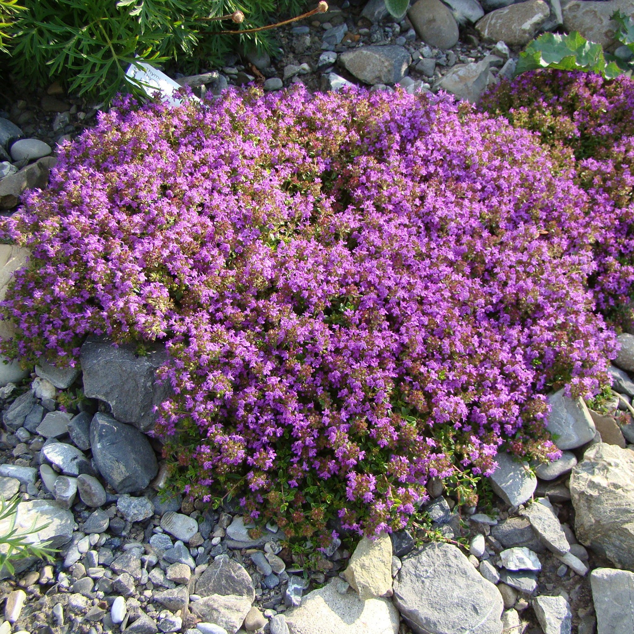 Thymus doerfleri 'Bressingham Seedling' -  Rosa Polster Thymian