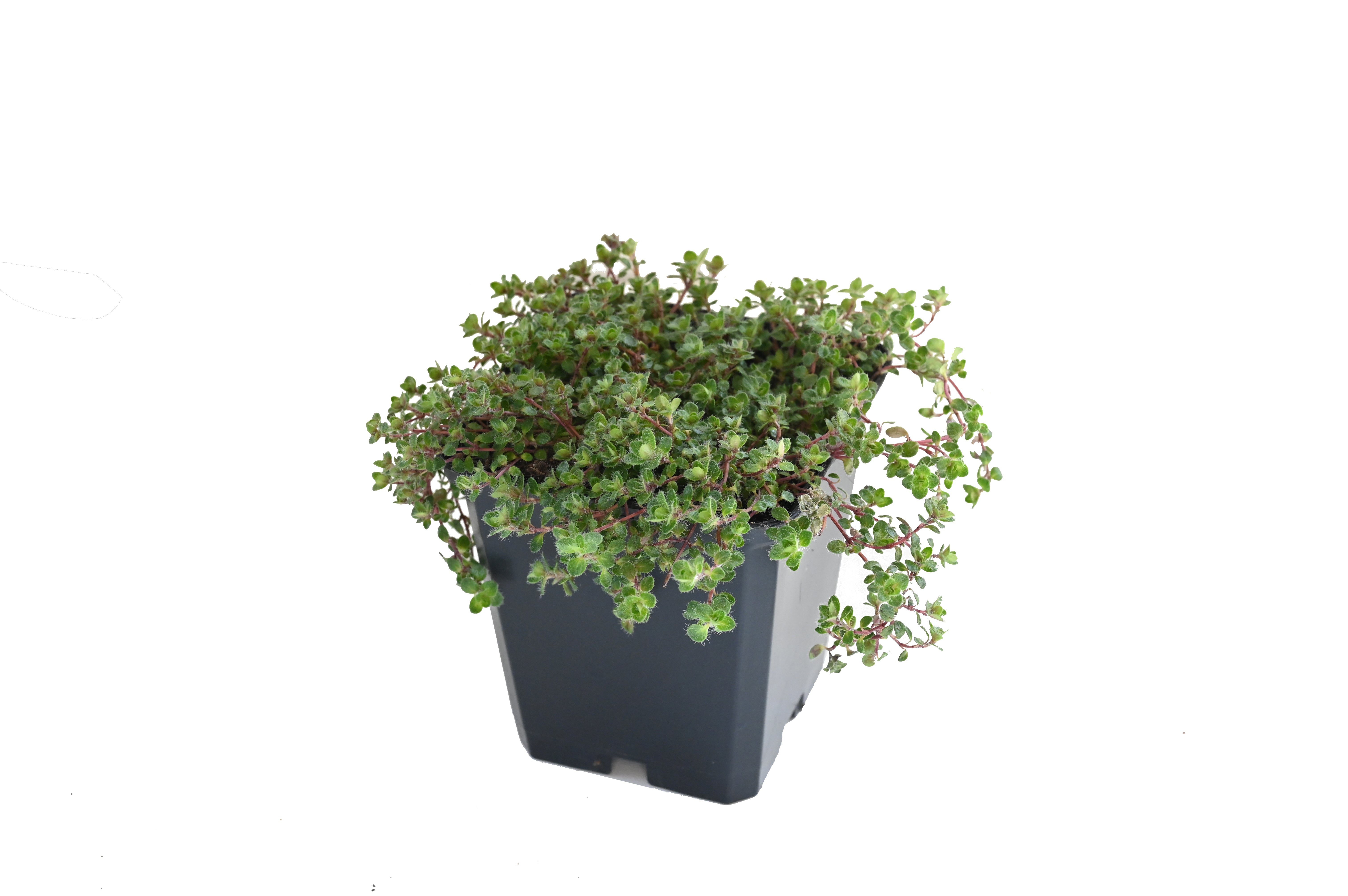Thymus doerfleri 'Bressingham Seedling' -  Rosa Polster Thymian