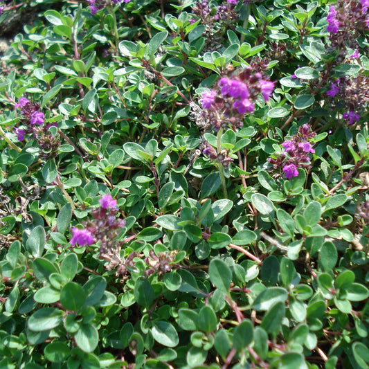 Thymus rotundifolius 'Purpurteppich' - frühblühender Thymian