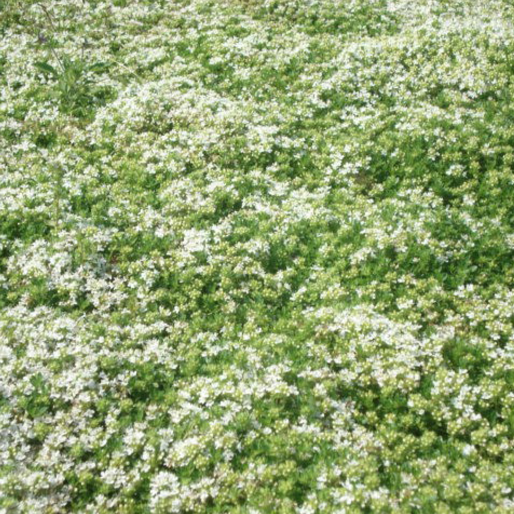 Thymus serpyllum 'Albus'- weißblühender Thymian