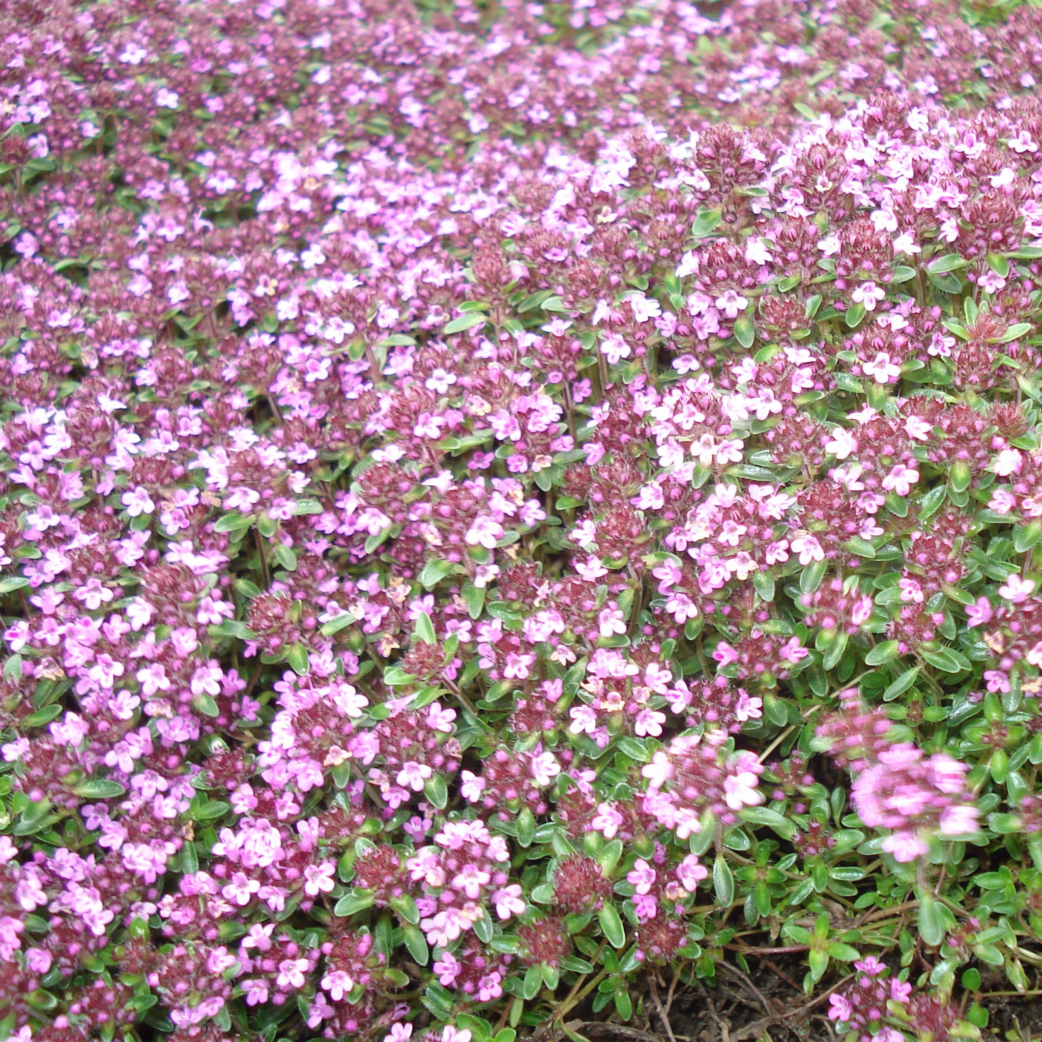 Thymus serpyllum 'Coccineus' - Scharlachroter Feld Thymian