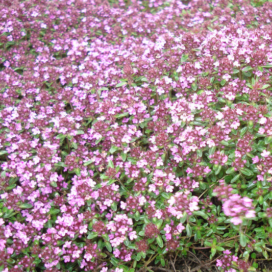 Thymus serpyllum 'Coccineus' - Scharlachroter Feld Thymian