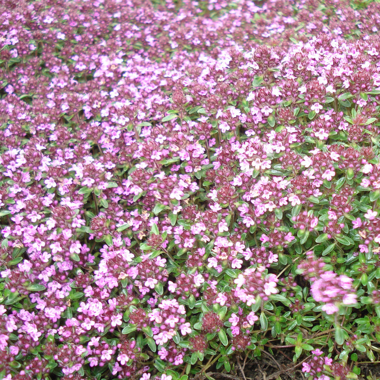 Thymus serpyllum 'Coccineus' - Scharlachroter Feld Thymian