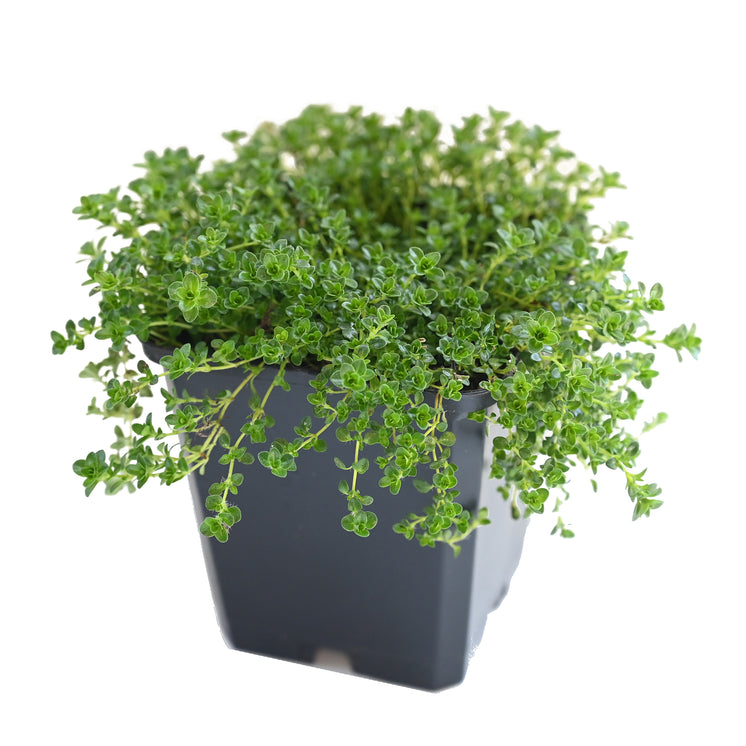 Thymus rotundifolius 'Purpurteppich' - frühblühender Thymian