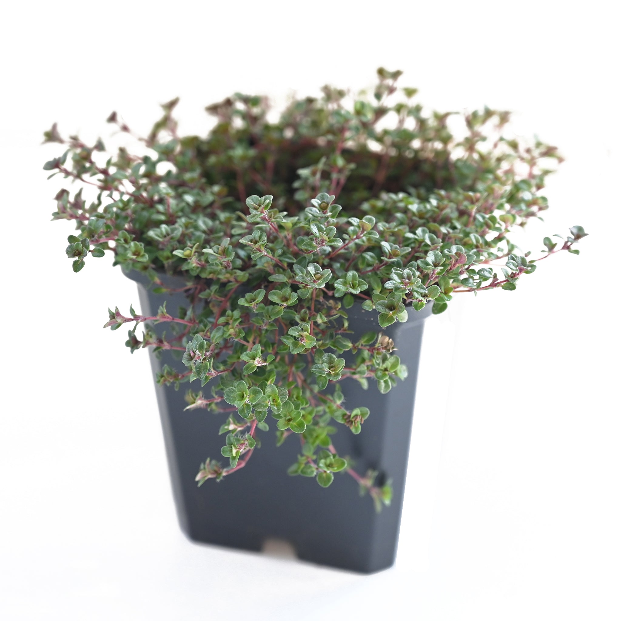 Thymus serpyllum 'Coccineus' - Scharlachroter Feld Thymian