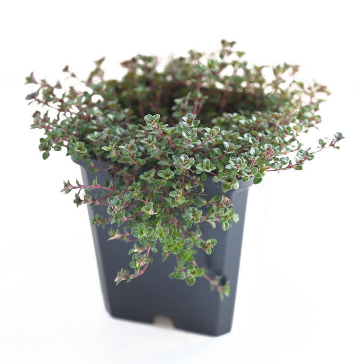 Thymus serpyllum 'Coccineus' - Scharlachroter Feld Thymian