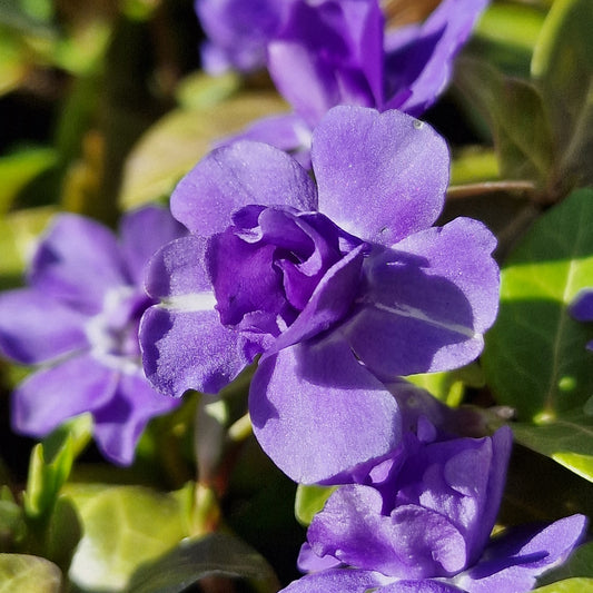 Blüte von Vinca minor 'La_Belle'