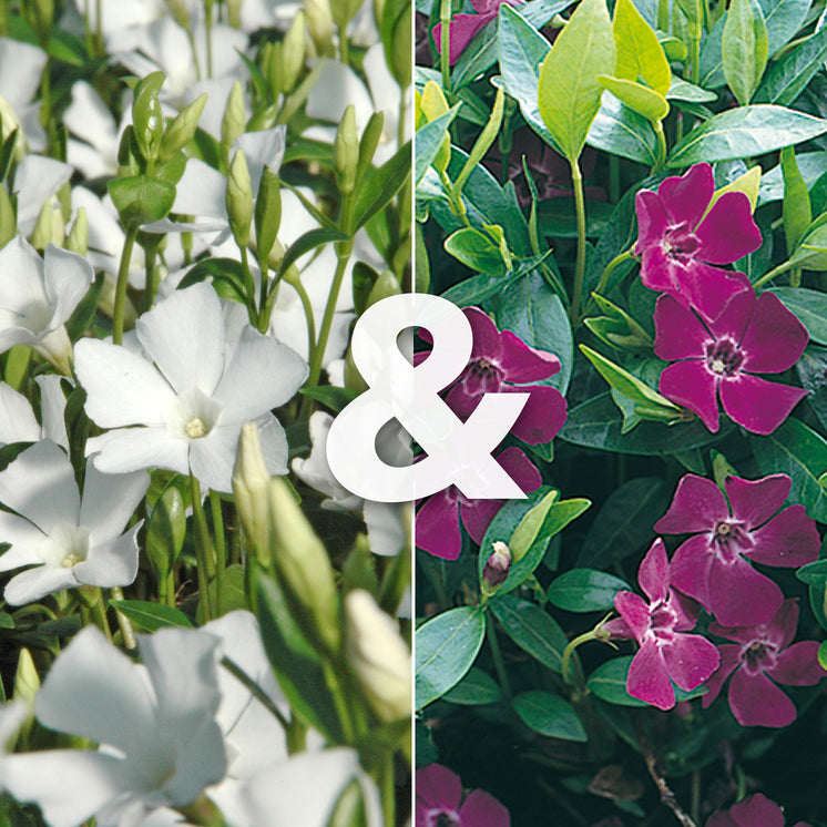 Vinca minor 'Alba' | weißes Immergrün und Vinca minor 'Atropurpurea' | rotes Immergrün 