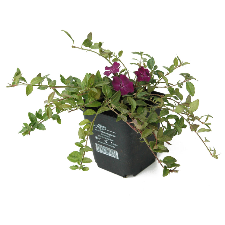 Vinca minor 'Atropurpurea' | rotes Immergrün im 9er Topf