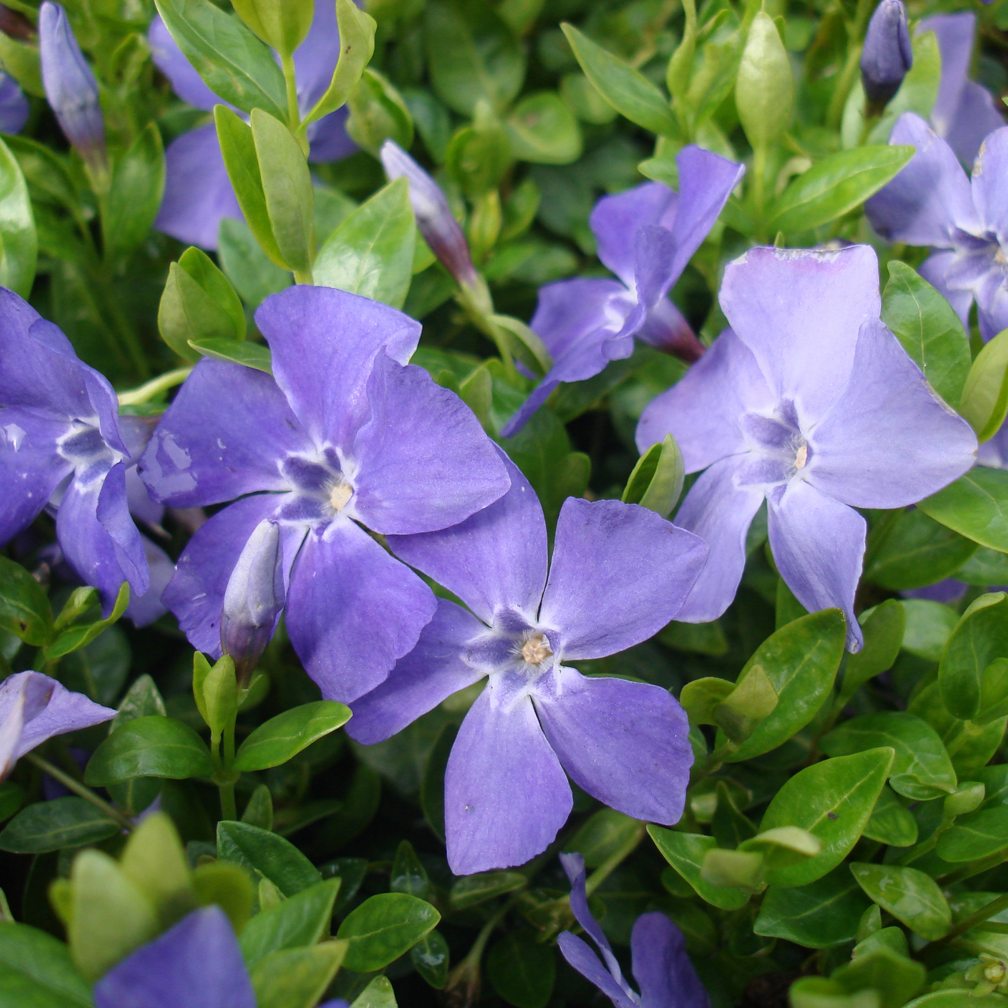 Vinca minor 'Marie' -   Kleinblättriges Immergrün > Jetzt vorbestellen, zur Lieferung ab 03.04.2025 <