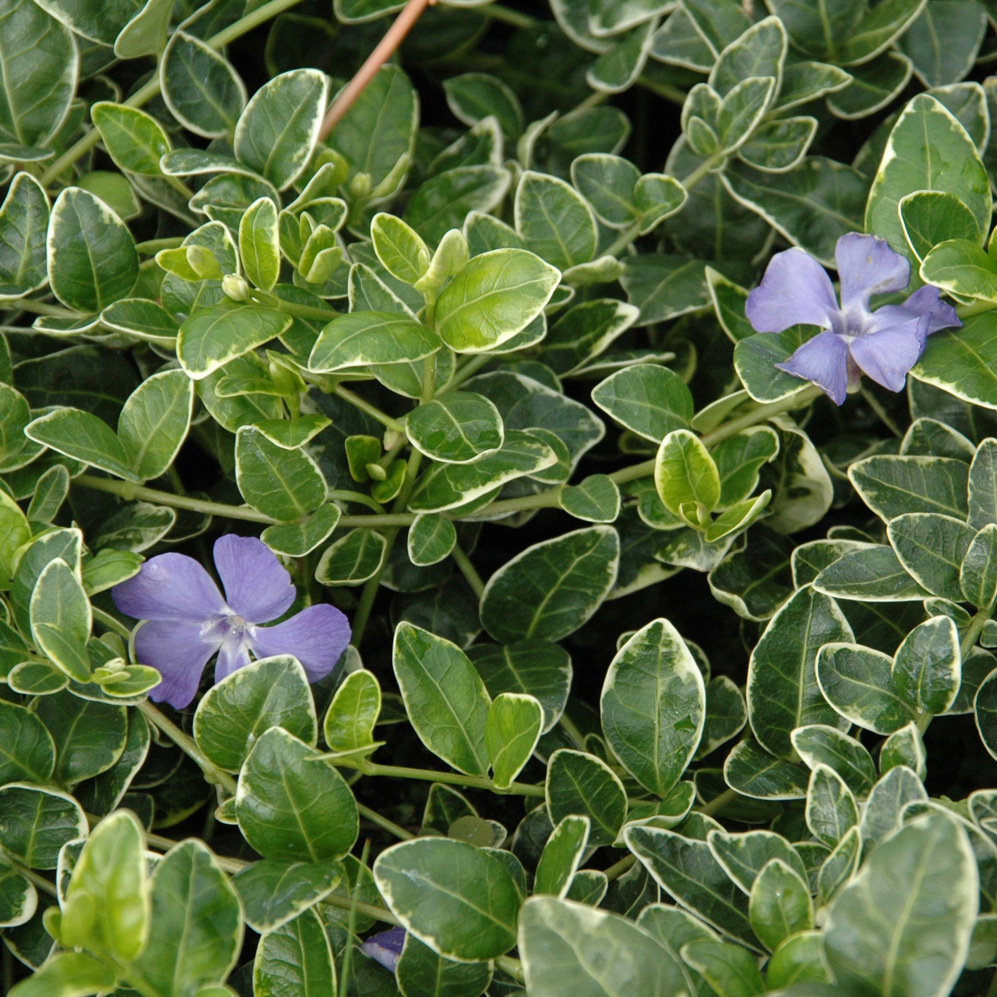 Vinca minor 'Ralph Shugert' -  Panaschiertes Immergrün > Jetzt vorbestellen, zur Lieferung ab 03.04.2025 <