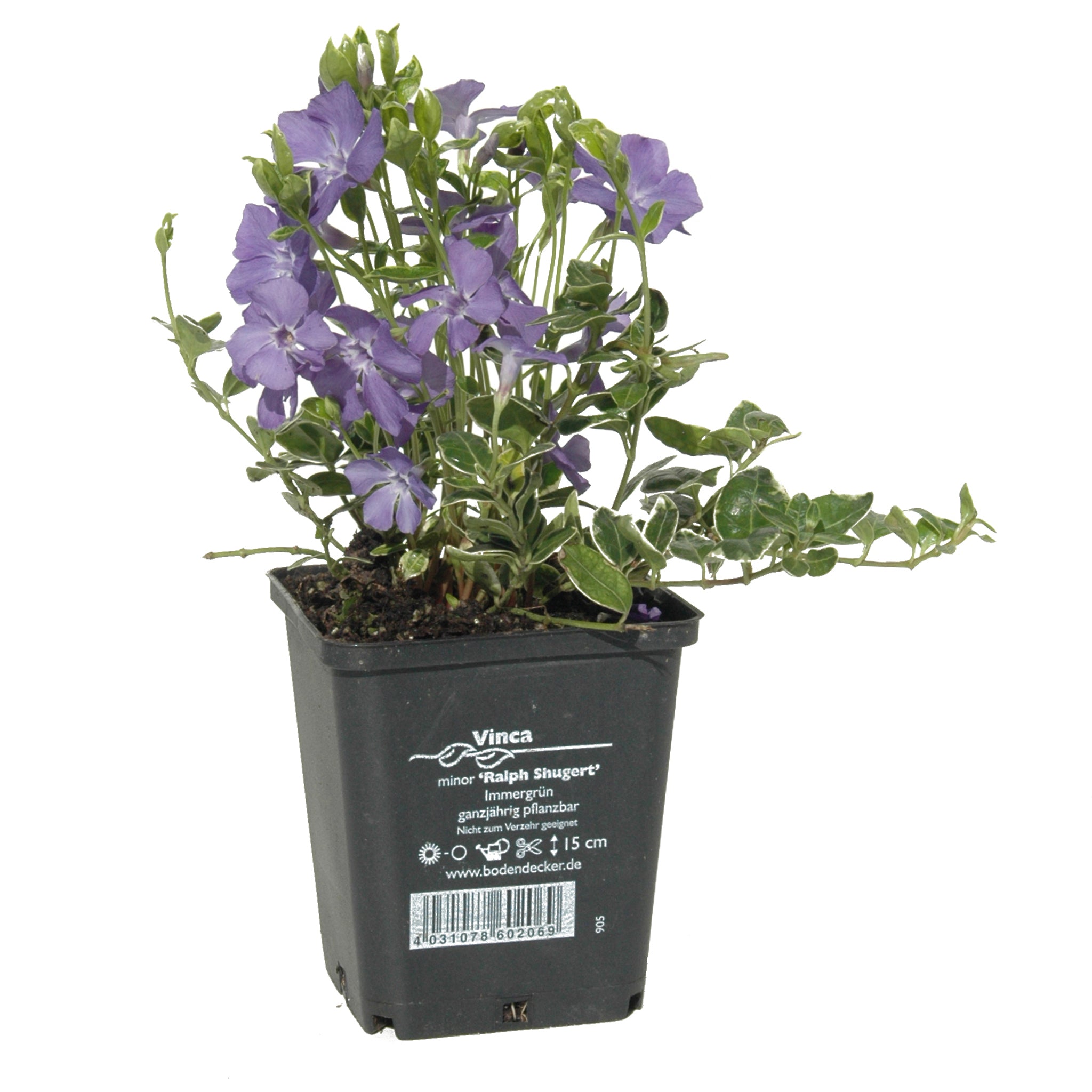 Vinca minor 'Ralph Shugert' -  Panaschiertes Immergrün > Jetzt vorbestellen, zur Lieferung ab 03.04.2025 <