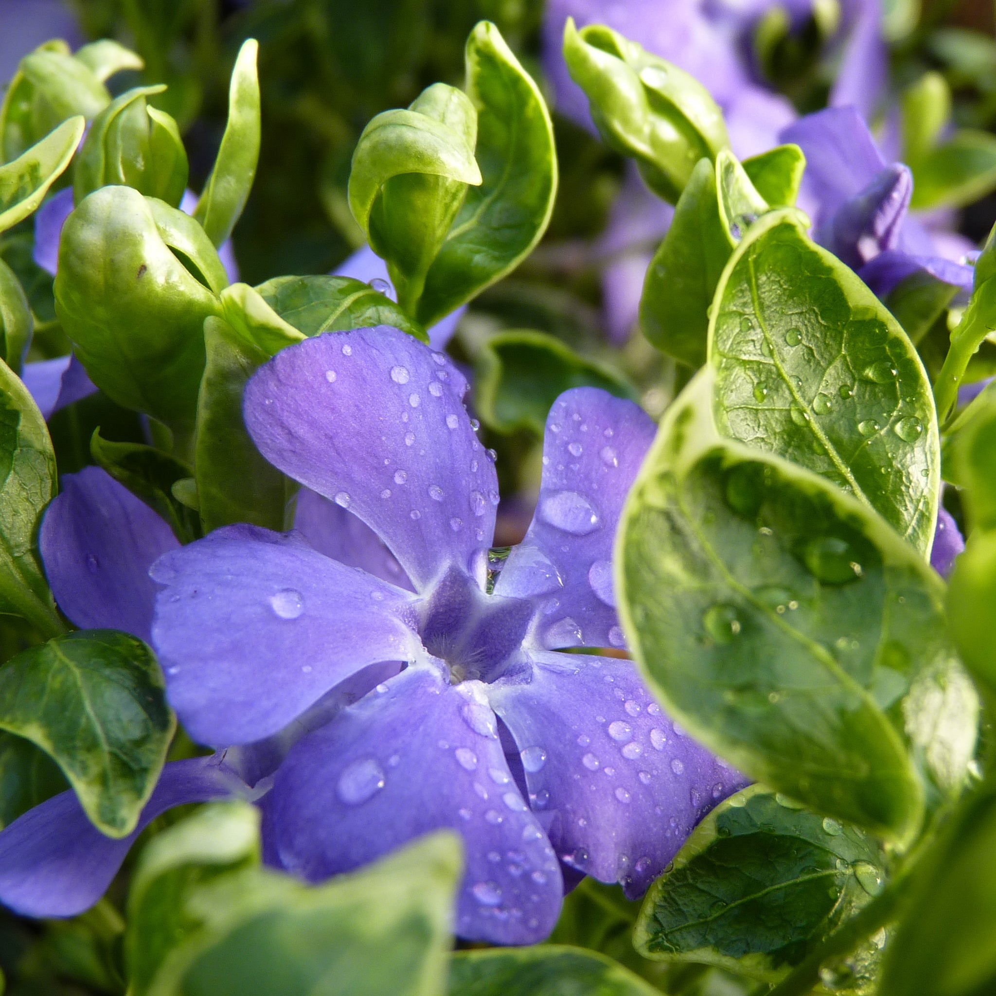 Vinca minor 'Ralph Shugert' -  Panaschiertes Immergrün > Jetzt vorbestellen, zur Lieferung ab 03.04.2025 <