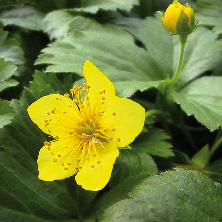 Blüte von Waldsteinia ternata | Teppich-Golderdbeere | Waldsteinie