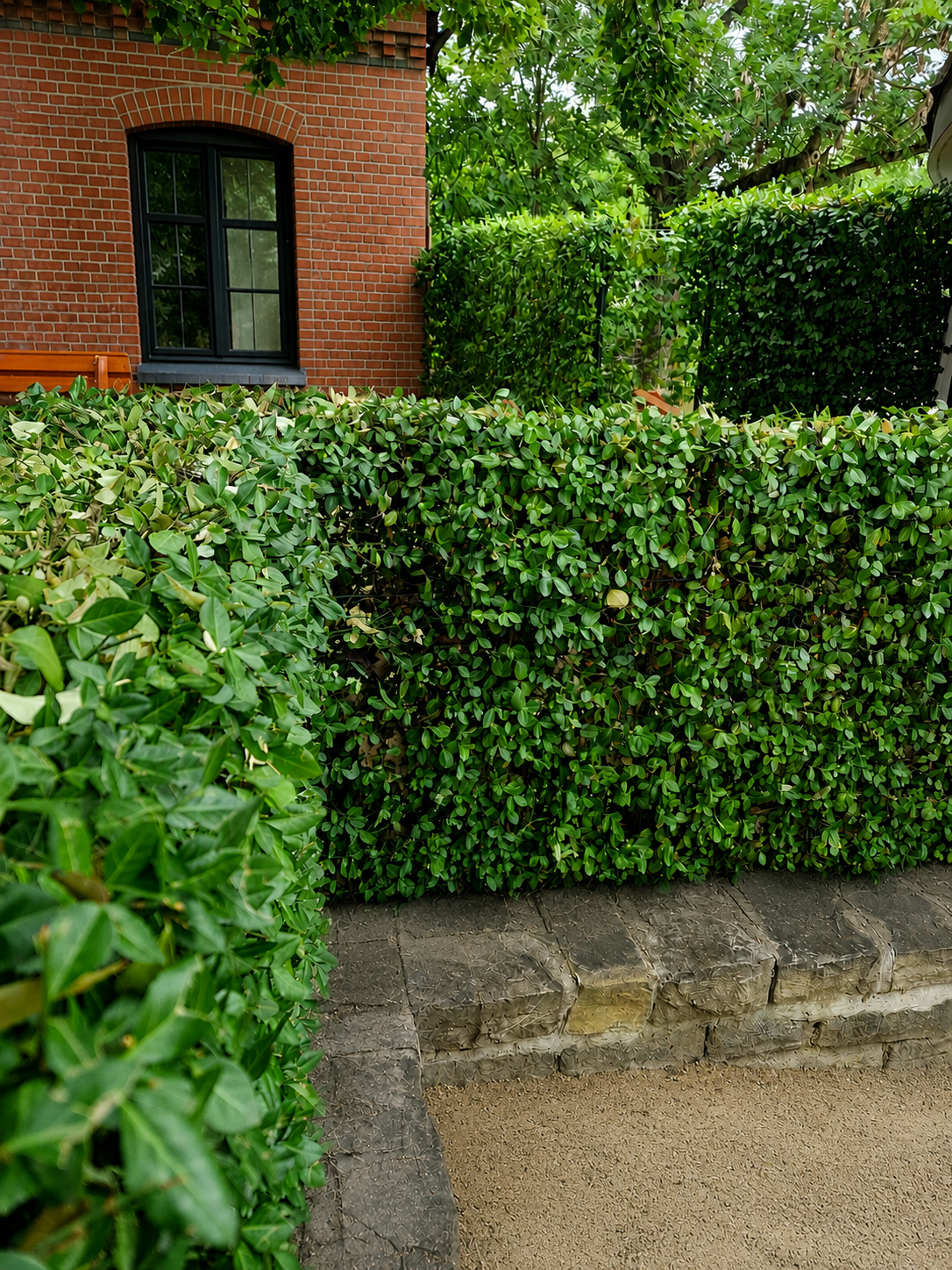 Hecke am laufenden Meter in 100 cm Höhe