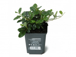 Cotoneaster radicans TB 9x9