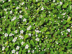 Cotoneaster dammeri 'Frieders Evergreen' 