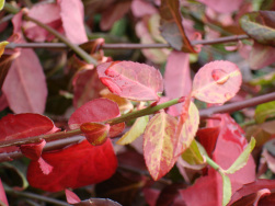 Euonymus fortunei 'Coloratus' – Winterfärbung