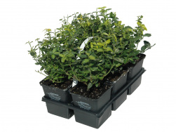 Euonymus fortunei 'Emerald Gold' 6er-Pack TB 9x9