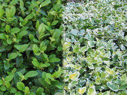 Cotoneaster 'Radicans' & Euonymus 'Gaiety' 