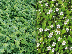 Euonymus 'Minimus' & Cotoneaster 'Evergreen' 