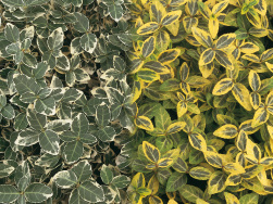 Euonymus fortunei 'Gaiety' & 'Gold' 