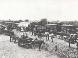 Moorbeetpflanzen in Leipzig 1925
