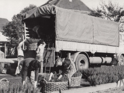 Moorbeetpflanzen in Leipzig 1969