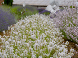 Lavandula angustifolia 'Arctic Snow'