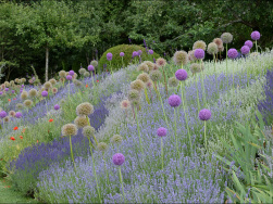 Englischer Lavendel in verschiedenen Sorten mit Zierlauch