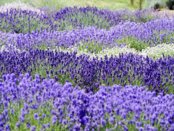 Englischer Lavendel in verschiedenen Sorten