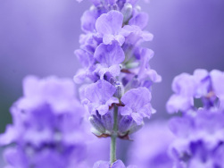 Downderry Lavendel