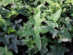 Hedera helix 'Silver Butterfly'