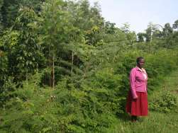 Baumbepflanzung als Wiederaufforstungsmaßnahme in Olereko, Kenia